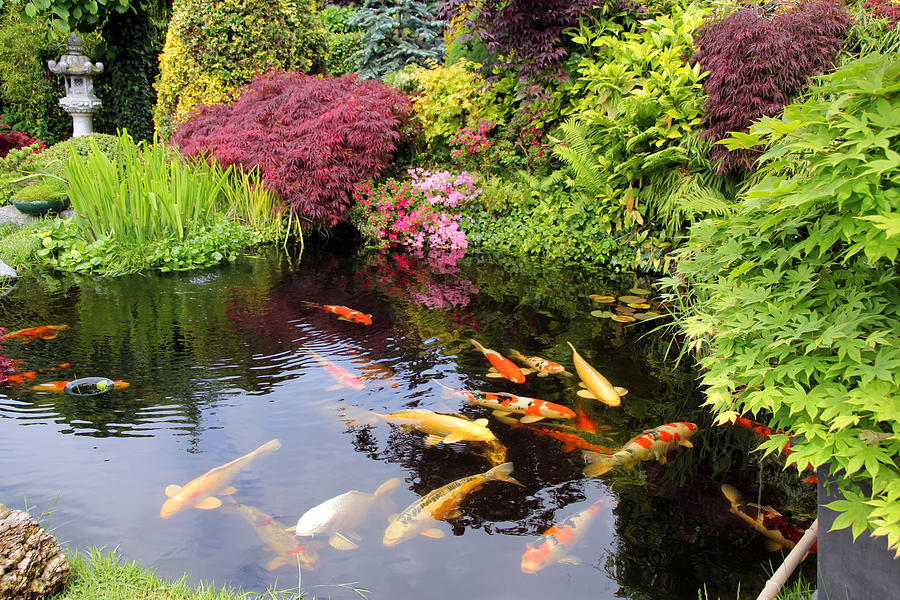 japanese-garden-with-koi-fish-basieb.jpg