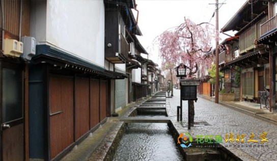 一群富贵灵动的锦鲤游活了日本这个乡村，让古川町成为世外桃源！