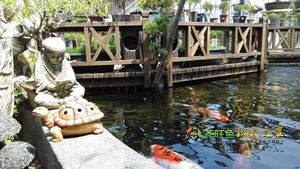 日本锦鲤池