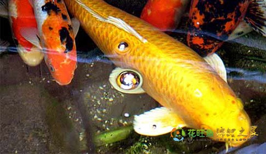 锦鲤 - 美丽的池塘鱼禅