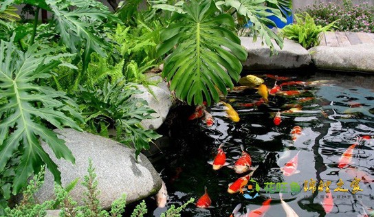 院子里哪里砌鱼池比较好？