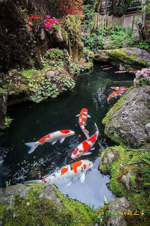 In almost every japanese garden pond there are koi carps, with several colors_ - Elaine.jpg