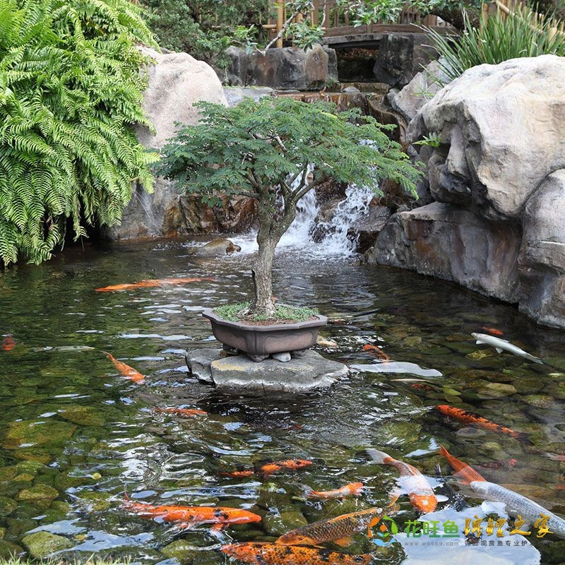 Digging a Koi Pond_ A Few Things to Consider | Next Day Koi.jpg
