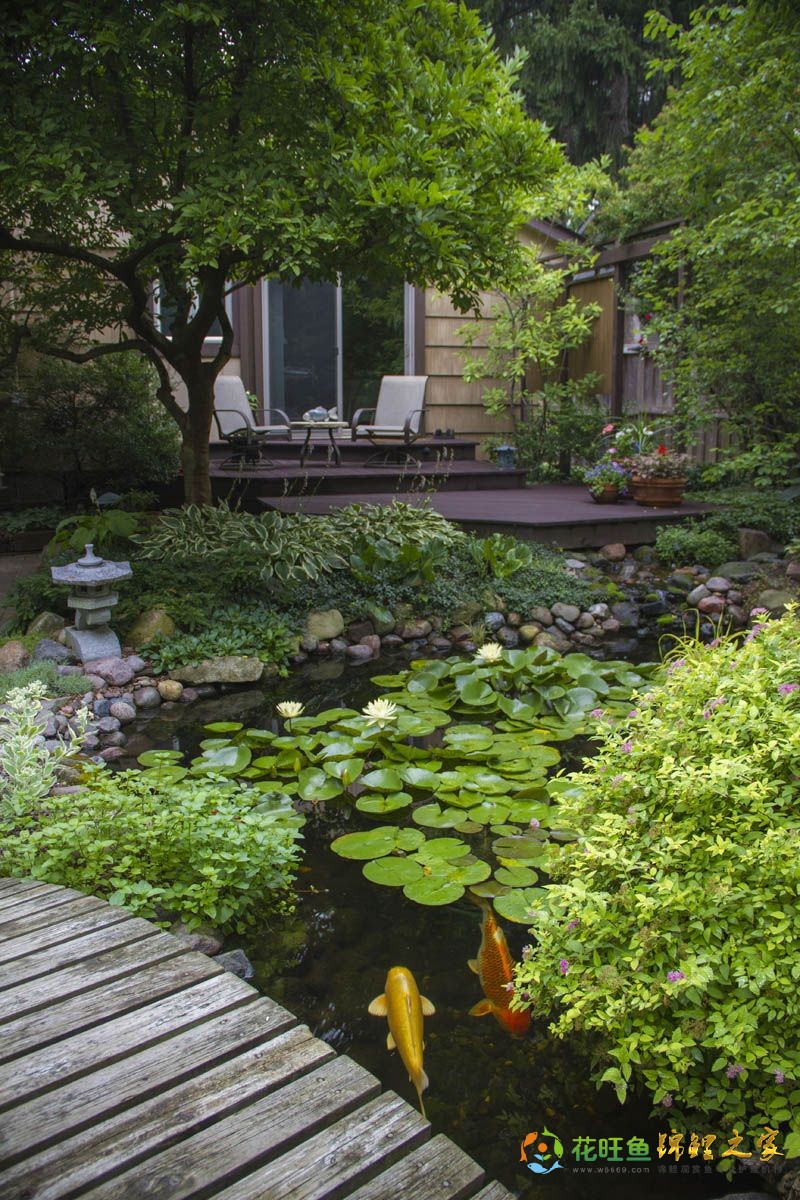 3 Reasons Why Your Pond Needs Plants.jpg