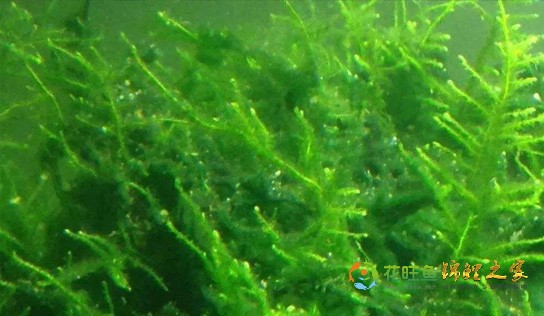 鱼池大量长绿藻怎么办？