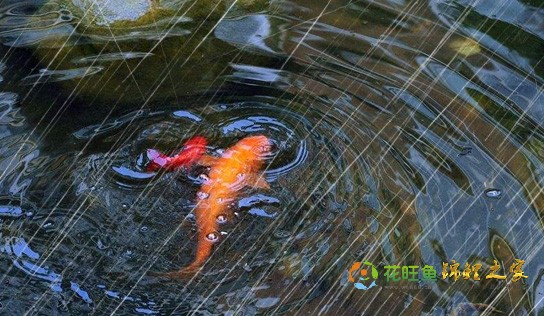 下雨天锦鲤鱼池护理方法